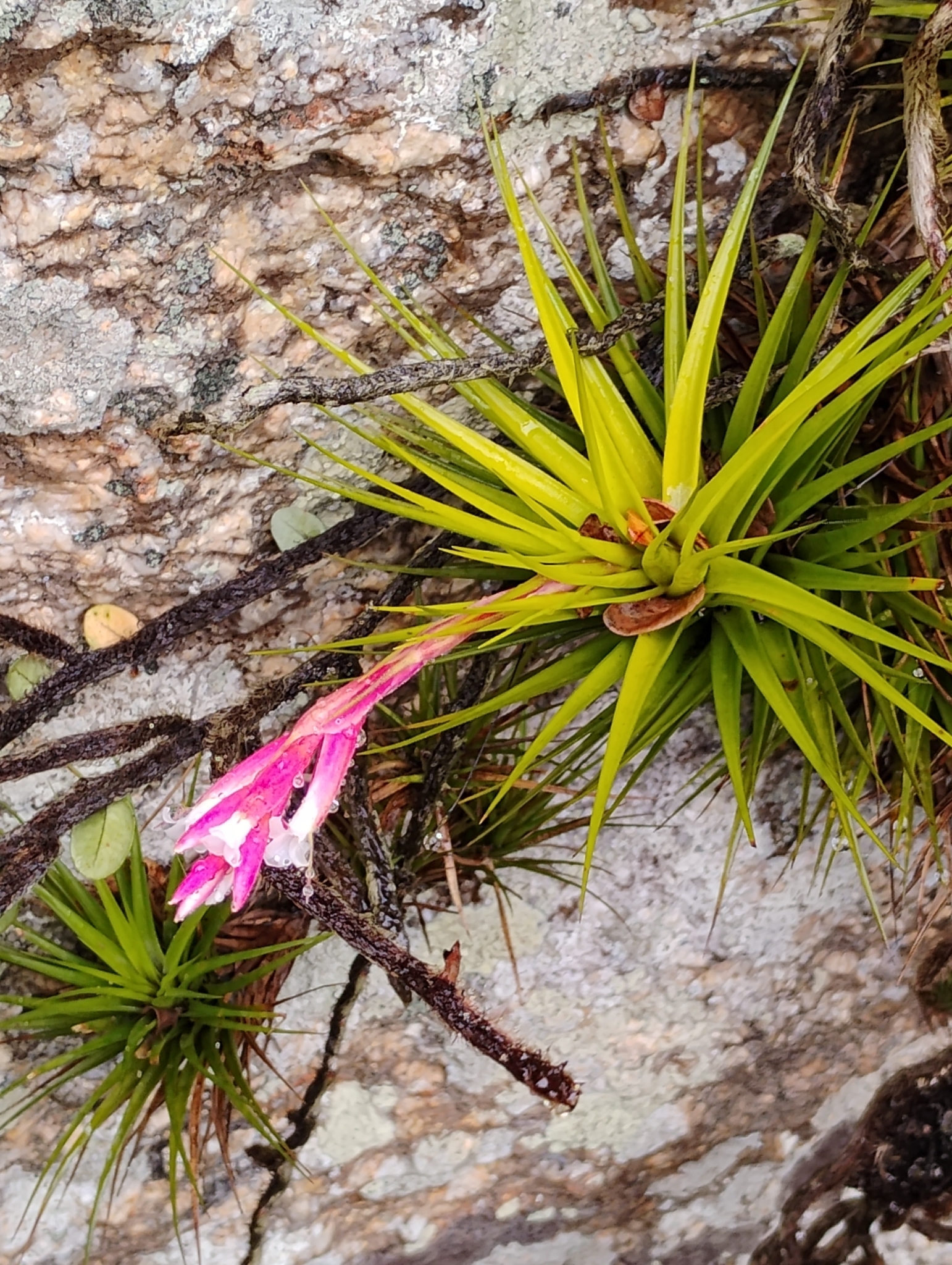 Tillandsia tenuifolia