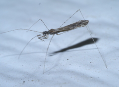 Empicoris culiciformis