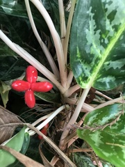 Aglaonema commutatum