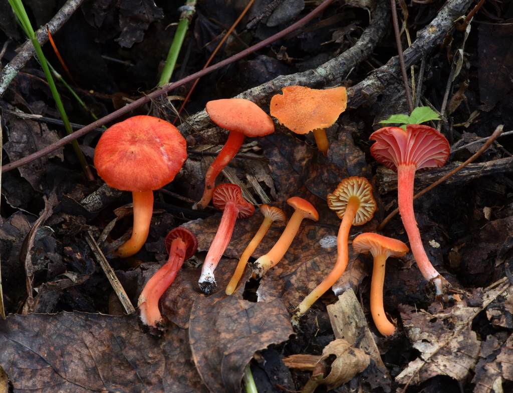 Hygrocybe sp. 'MX01'
