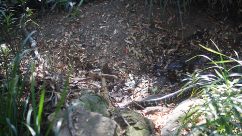Coastal Carpet Python sighting