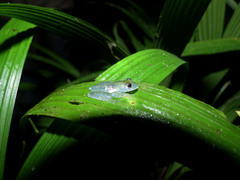 Cochranella mache
