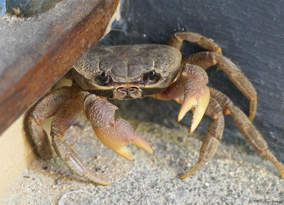rugose land crab
