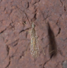 Gonomyia alexanderi