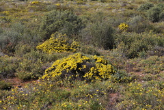 Oedera humilis