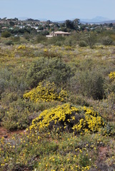 Oedera humilis