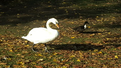Cygnus olor