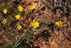 Rhynchopsidium pumilum