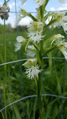 Platanthera leucophaea