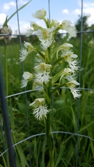 Platanthera leucophaea