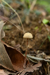 Psilocybe mexicana