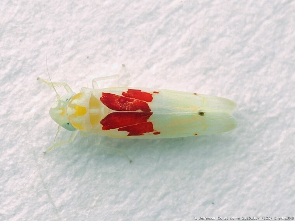 Eratoneura bella