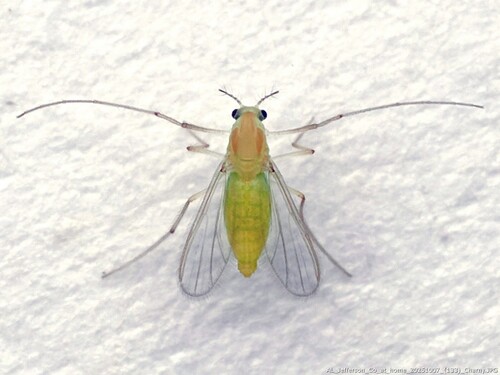 Unknown species found near Old Rocky Ridge, Jefferson County, AL