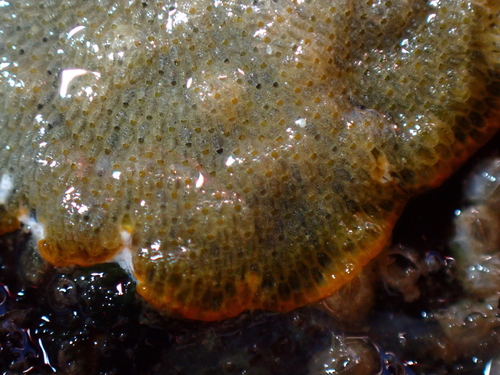 Jullienula hippocrepis