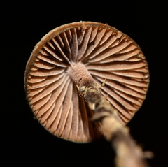 Psilocybe mexicana
