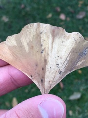 Bartheletia paradoxa