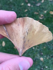 Bartheletia paradoxa