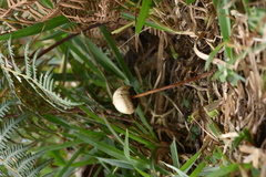 Psilocybe mexicana
