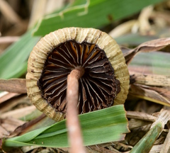 Psilocybe mexicana