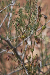 Hermannia pulverata