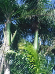 Roystonea borinquena