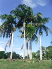 Roystonea borinquena