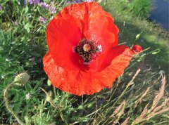 Papaver dubium