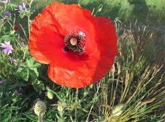 Papaver dubium