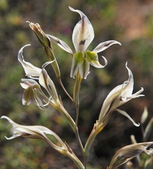 Gladiolus permeabilis