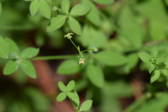 Galium uncinulatum
