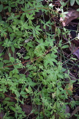 Galium uncinulatum