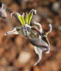 Gladiolus permeabilis