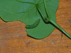 Mesoptila melanolopha