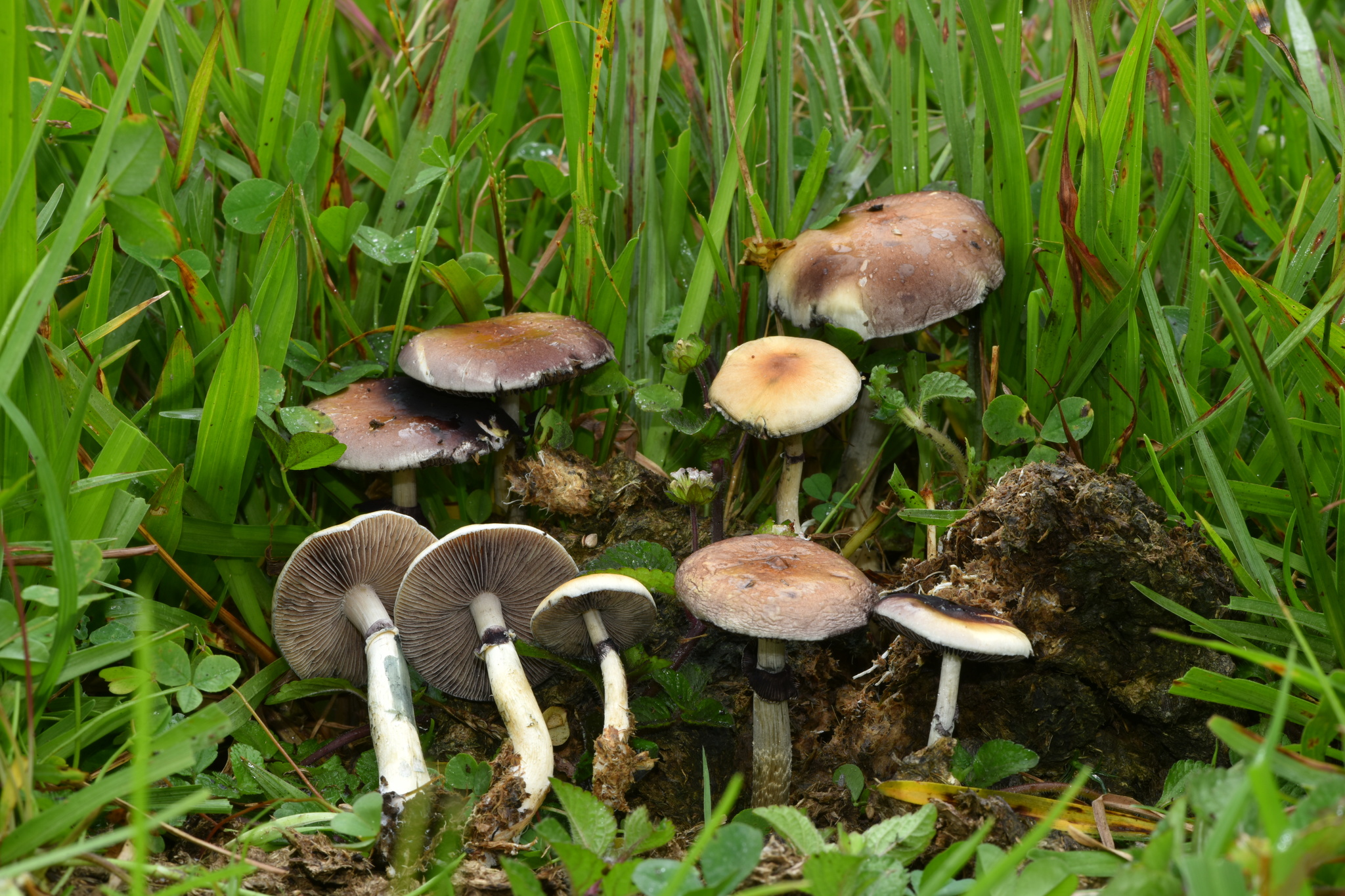 Psilocybe cubensis image