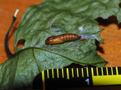 Mesoptila melanolopha