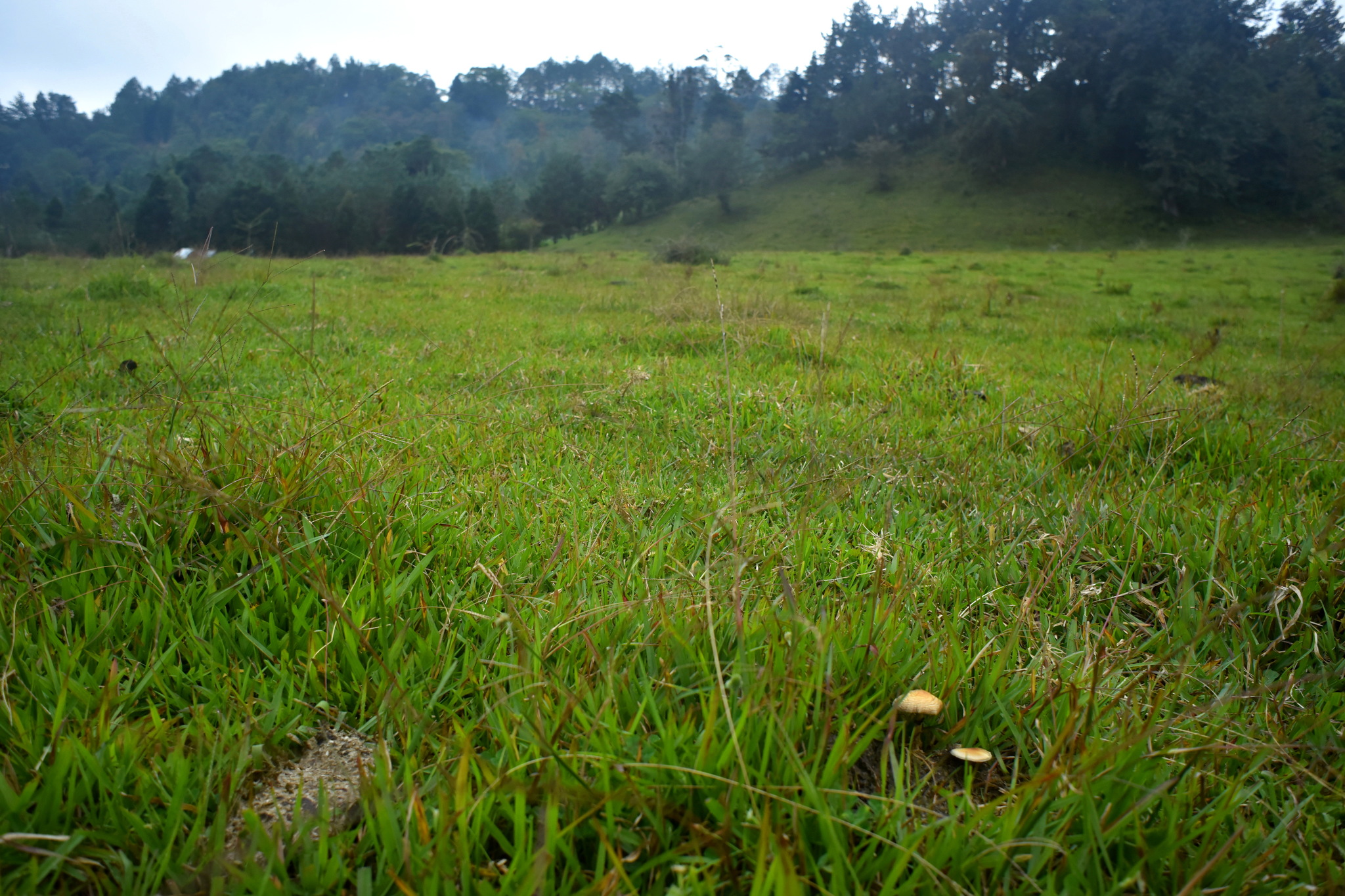 Psilocybe cubensis image