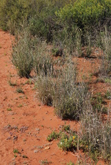 Fingerhuthia africana