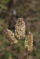 Fingerhuthia africana