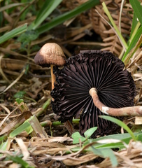 Psilocybe subtropicalis