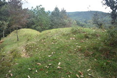 Psilocybe subtropicalis