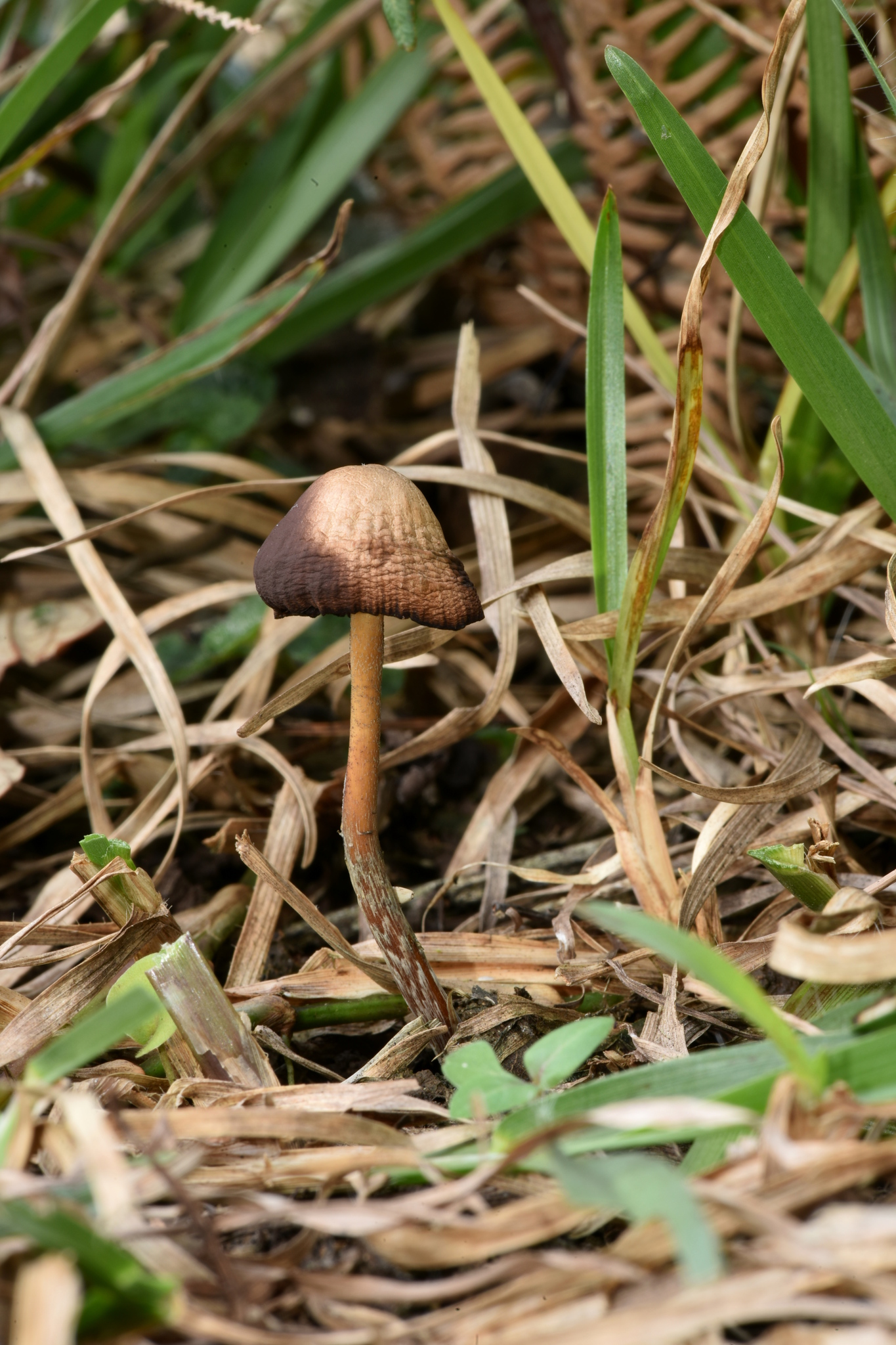 Psilocybe subtropicalis image