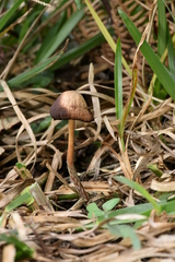 Psilocybe subtropicalis
