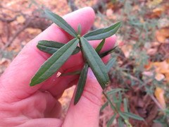 Euonymus nanus