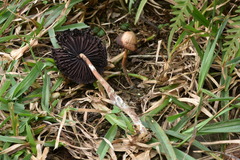 Psilocybe subtropicalis