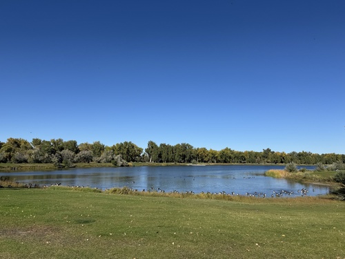 iNaturalist observation 2025-10-08