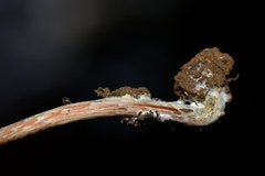 Psilocybe subtropicalis