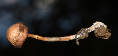 Psilocybe subtropicalis