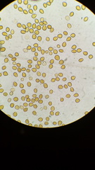 Psilocybe subtropicalis