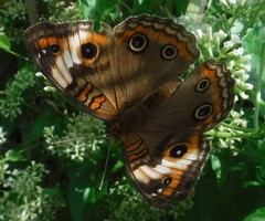 Junonia zonalis