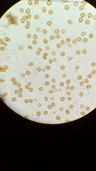 Psilocybe subtropicalis